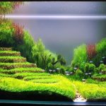 Bể cá ruộng bậc thang