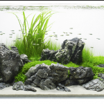 bố cục đá thủy sinh