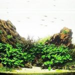 cách xử lý đá tiger